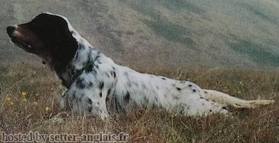 Setter Anglais EMO DI MONTEGRANARO Setter Anglais EMO DI MONTEGRANARO